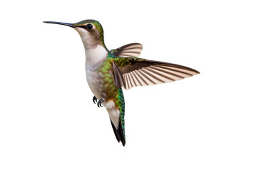 Fototapeta premium Hummingbirds Nature’s Tiny Jewels in Motion