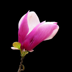 Fototapeta premium Pink magnolia blossoms in full bloom against black background, Ideal for website backgrounds, greeting cards, nature blogs. Saucer magnolia flower.