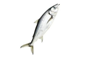 Fresh sardine fish with detailed scales and fins isolated on white transparent background, symbolizing canned seafood