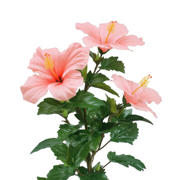 Three pink flowers with yellow centers. The flowers are in a vase
