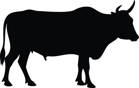 Zebu Bull Silhouette, Detailed Bos Indicus Cattle Shape, Black and White Isolated