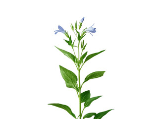 Obraz premium A single flower with two other flowers growing from it. The flower is blue and the other two are white