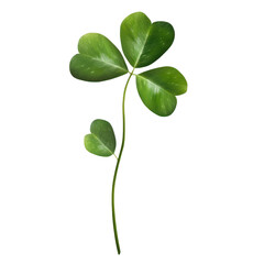 a fresh vibrant green leaf clover isolated on white or transparent background