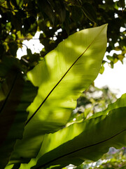 Green leaves with dappled sunlight. Dreamy effect. Abstract background. Beauty in nature.