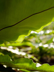 Green leaves with dappled sunlight. Dreamy effect. Abstract background. Beauty in nature.