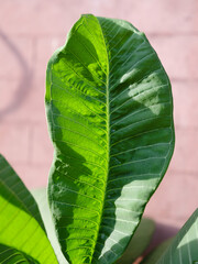 Green leaves with dappled sunlight. Dreamy effect. Abstract background. Beauty in nature.