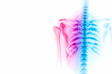 Human Skeletal System, Rib Cage and Spine Anatomy, Detailed Illustration of Bone Structure with Color Hues.