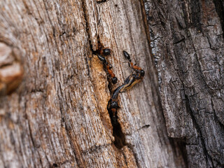Tree trunk and bark close up texture with ants. Beauty of nature.