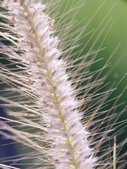 Green leaves with dappled sunlight. Dreamy effect. Abstract background. Beauty in nature.