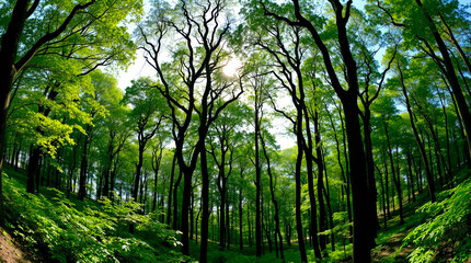 Sunlight Through the Trees: A Forest Scene Emphasizing the Beauty of Preservation – Generative AI