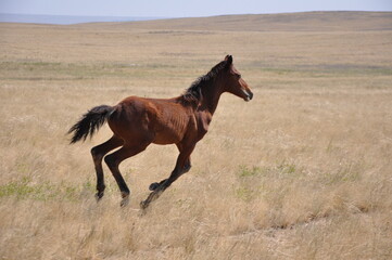 Horse child runs on grass in steppe in pasture