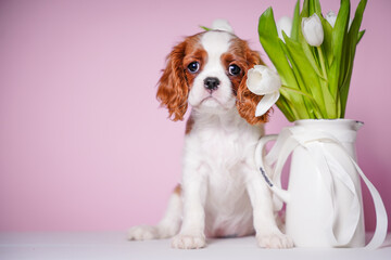 beautiful cute cavalier king charles spaniel puppy on pink background sits in basket next to vase with spring flowers tulips copy space place for text