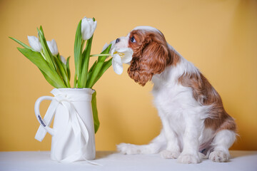beautiful cute cavalier king charles spaniel puppy on yellow background in studio next to vase with...