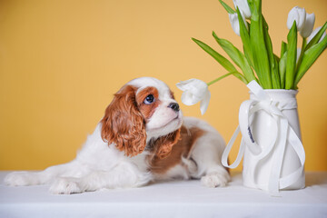 beautiful cute cavalier king charles spaniel puppy on yellow background in studio next to vase with...