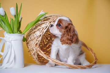 beautiful cute cavalier king charles spaniel puppy on yellow background in studio next to vase with...