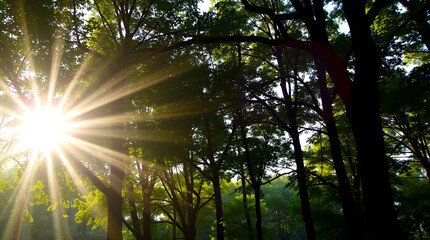 Obraz premium Sunlight Through the Trees: A Forest Scene Emphasizing the Beauty of Preservation – Generative AI