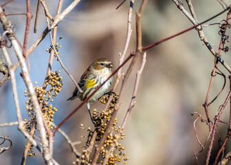 Yellow-rumped Warbler finding a seed to eat along the Shadow Creek Ranch Nature Trail in Pearland, Texas