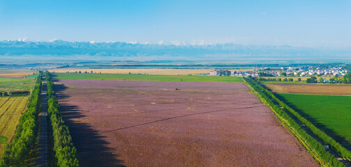 Tianshan Mountains, vast grasslands, and farmland in the Yili region of Xinjiang, China on...