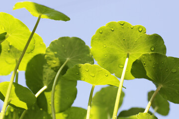 Centella asiatica (gotu kola). Fresh green leaves herb background.