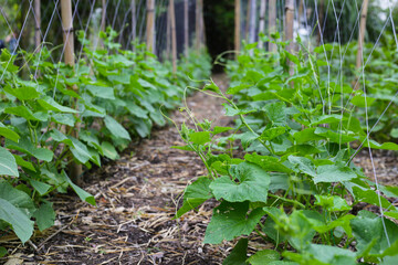 Cucumber plants growing on a trellis