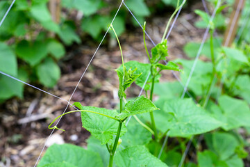 Cucumber plants growing on a trellis