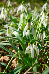 Spring. Snowdrops. Spring mood. Beautiful spring flowers snowdrops.