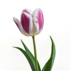 Pink and White Tulip Flower