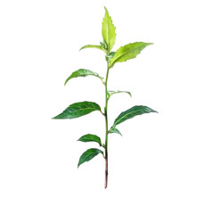 growing young plant in soil isolated on white or transparent background