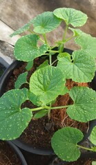 Pohon semangka