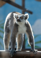 Lemur Portrait on a Sunny Day.  In the zoo, environment