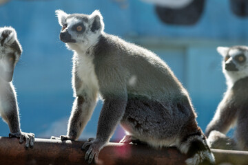 Portrait of the lemurs , animals in the zoo. sunny day. 