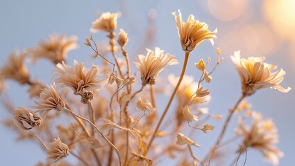 Dried flowers display vibrant textures and delicate colors in natural light during the golden hour in an outdoor setting