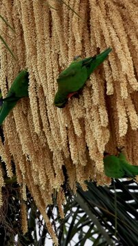 Lorikeet Feasting on Palm Blossoms