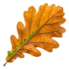 Autumn oak leaf isolated on white background