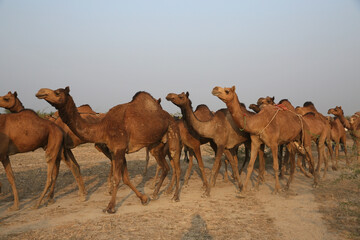Herd of one-humped camels (Camelus dromedarius) graze in the desert in Kutch, Gujarat, India....