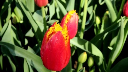 Spring blossoming fabio tulips at Keukenhof flower garden in Lisse, Netherlands