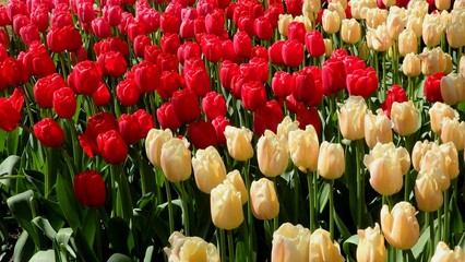 Obraz premium Spring blossoming yellow and red tulips at Keukenhof flower garden in Lisse, Netherlands