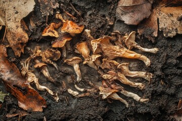 Mycelium spreading through decomposing leaves in rich woodland soil