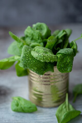 Spinach leaves with drops of water in a tin can. Selective focus