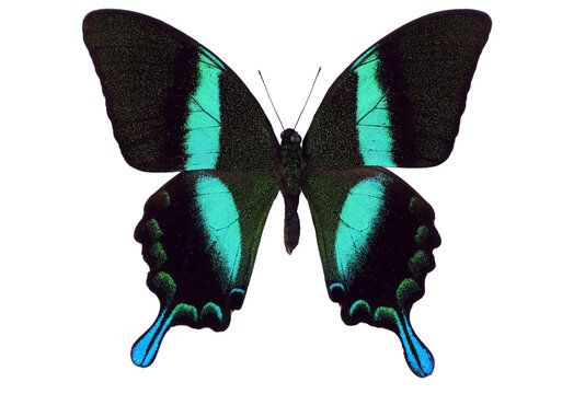 Papilio Blumei