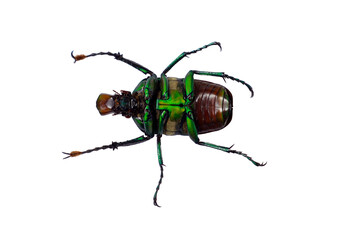 Ranzania splendens exhibits an unusual posture with its paws raised, revealing a striking green and brown coloration. This isolated view highlights its unique features and natural beauty.