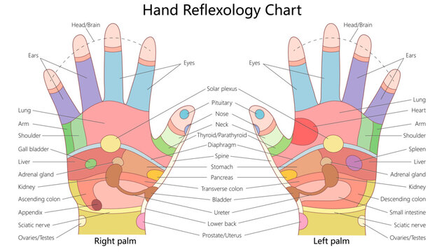 hand reflexology chart illustrating pressure points linked to different organs, including the heart, lungs, liver, stomach, spine, and nervous system diagram hand drawn vector illustration.
