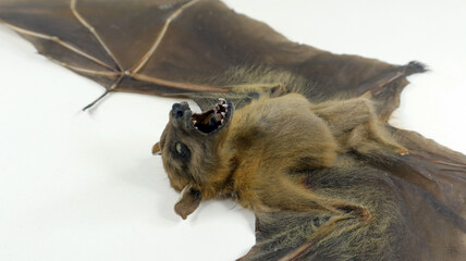 Stuffed bat displayed on a flat surface showcasing its intricate details and unique features in a well-lit room