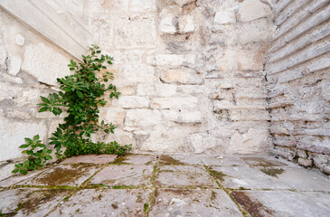 Green Plant Growing in Corner of Weathered Stone Brick Wall