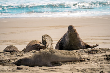 Elephant seals at Drakes Beach, California