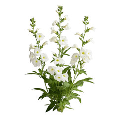Obraz premium A white flower with green leaves is in the foreground. The flower is surrounded by green leaves and is the main focus of the image