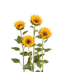 Fototapeta premium A bunch of sunflowers are standing tall and bright. The flowers are yellow and have a cheerful, sunny appearance. Concept of warmth and happiness