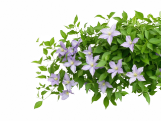 A cluster of purple and green flowers is displayed on a white background. The flowers are arranged in a tight group, with some of them overlapping each other