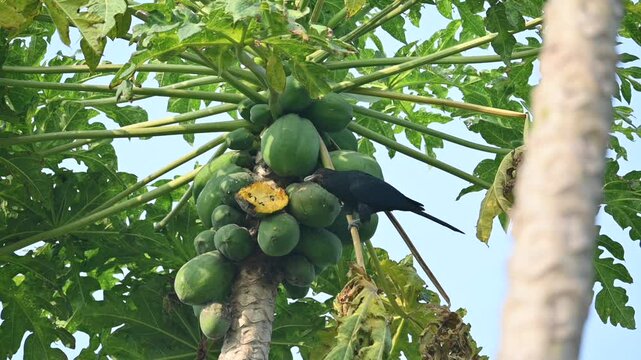 Asian koel or Eudynamys scolopaceus bird eating ripe papaya. It is a member of the&nbsp;cuckoo&nbsp;family&nbsp;of&nbsp;birds, the&nbsp;Cuculidae. It is found in the&nbsp;Indian Subcontinent and Southeast Asia. Slow motion video. 