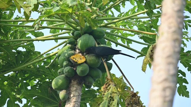 Asian koel or Eudynamys scolopaceus bird eating ripe papaya. It is a member of the&nbsp;cuckoo&nbsp;family&nbsp;of&nbsp;birds, the&nbsp;Cuculidae. It is found in the&nbsp;Indian Subcontinent and Southeast Asia. Slow motion video. 